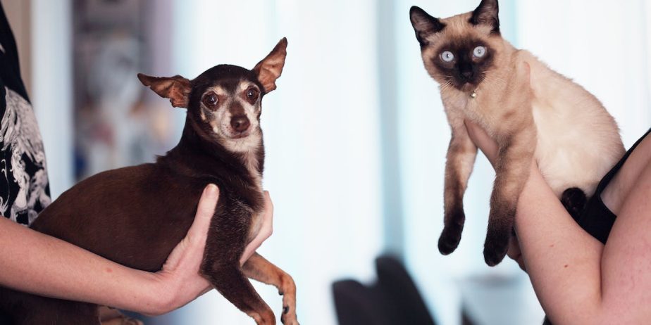 Discover the Perfect House Sitter for Your Home and Pets!